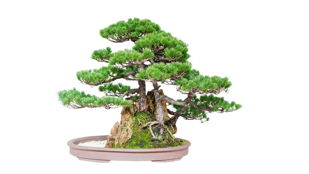 Can I Shape My Buddhist Pine Bonsai Tree With Wire