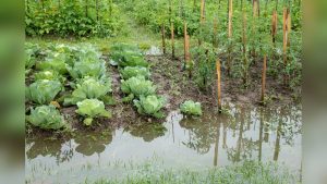 Can Oil Contaminated Vegetable Gardens