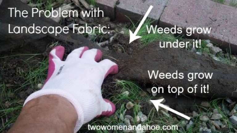 Can Roots Go Through Landscape Fabric