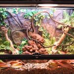 Can You Keep a Juniper Bonsai in a Bearded Dragon Tank?