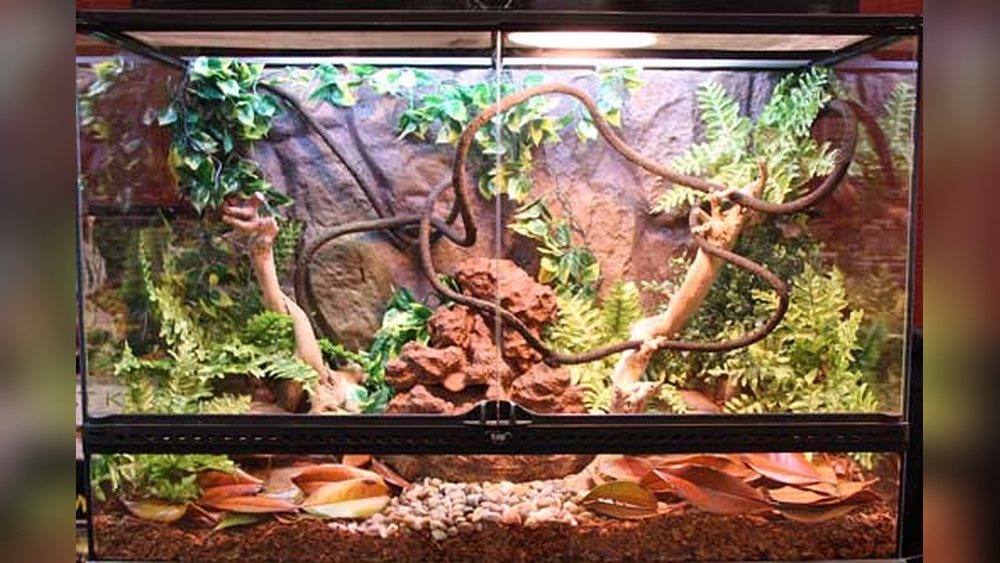 Can You Keep a Juniper Bonsai in a Bearded Dragon Tank?