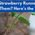 Can You Plant an Orange Tree From a Seed? Here'S the Truth
