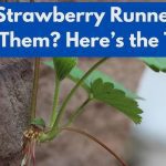 Can You Plant an Orange Tree From a Seed? Here'S the Truth