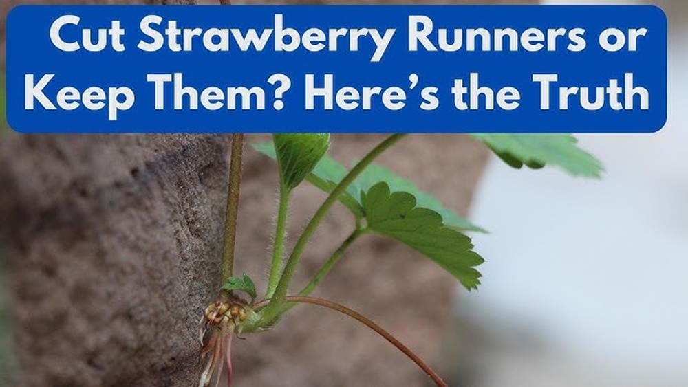 Can You Plant an Orange Tree From a Seed? Here'S the Truth