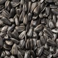 Can You Plant Black Oil Sunflower Seeds From the Bag?