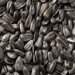 Can You Plant Black Oil Sunflower Seeds From the Bag?