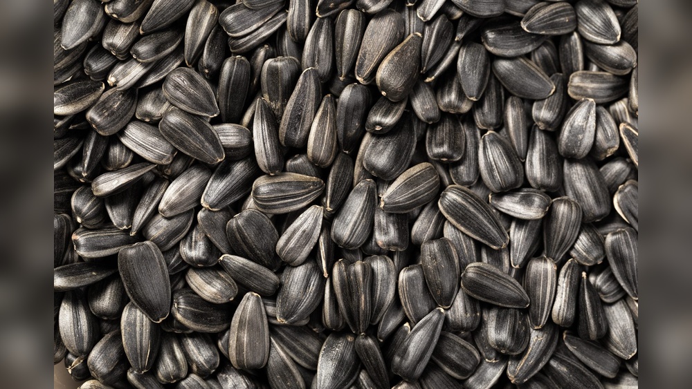 Can You Plant Black Oil Sunflower Seeds From the Bag?