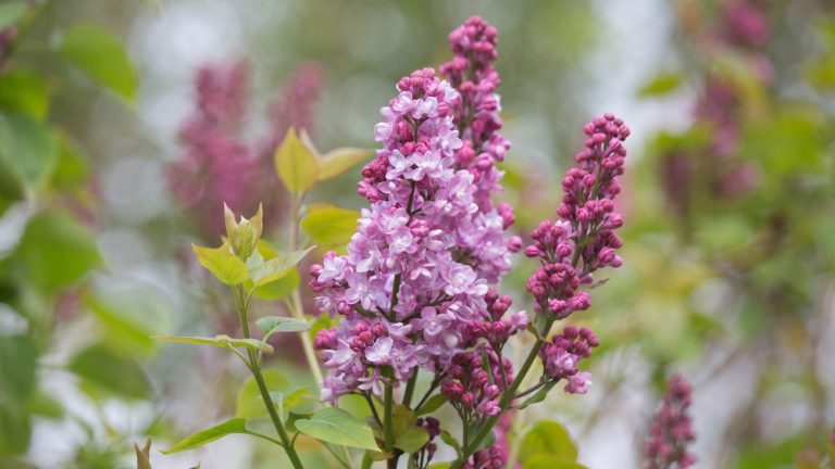 Can You Plant Lilac Cuttings Directly in the Ground?
