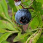Can You Plant Strawberries And Blueberries Together? Yehow Close Can I Plant Celery in Container Gardening? Spacing Tips