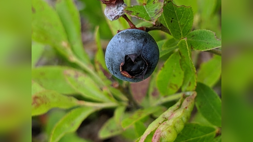 Can You Plant Strawberries And Blueberries Together? Yehow Close Can I Plant Celery in Container Gardening? Spacing Tips
