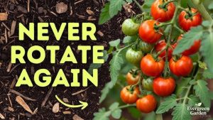 Can You Plant Tomatoes In The Same Spot Every Year