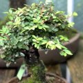 Can You Prune Chinese Elm Bonsai While It Is Budding?