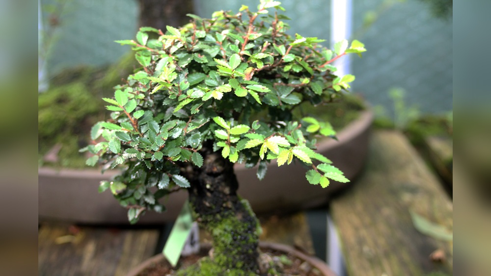 Can You Prune Chinese Elm Bonsai While It Is Budding?