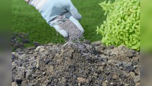 Can You Use Gypsum in Vegetable Gardens