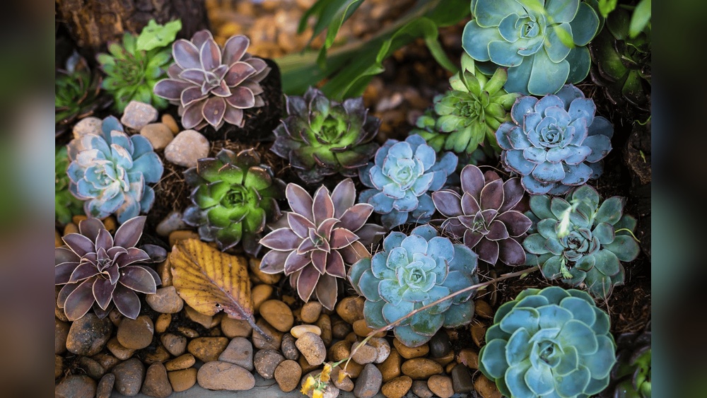 Can You Use Regular Potting Soil for Succulents? Find Out