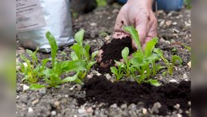 Do Coffee Grounds Help Vegetable Gardens