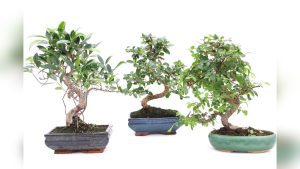 Do Indoor Bonsai Ficus Tea Tree Care Instructions