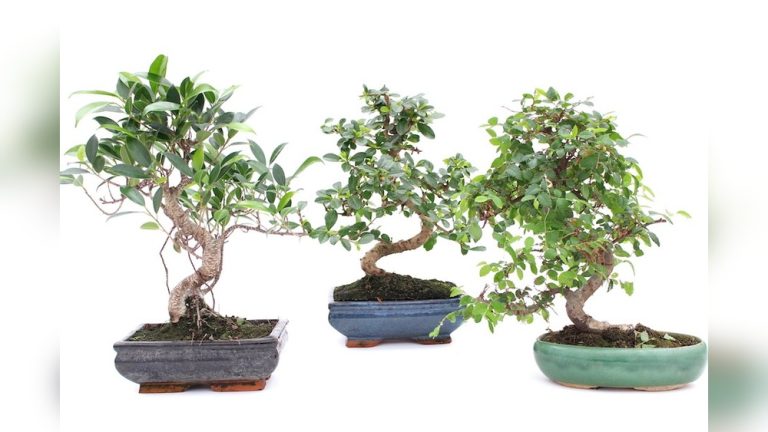 Do Indoor Bonsai Ficus Tea Tree Care Instructions