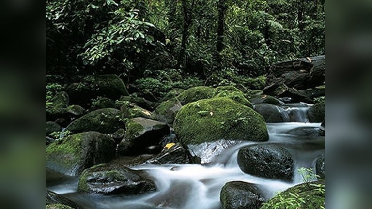 Do Tropical Rainforests Have Nutrient-Poor Soil? Surprising Truth