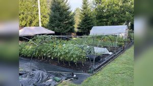 Do Vegetable Gardens Need Shade? What Most Gardeners Miss