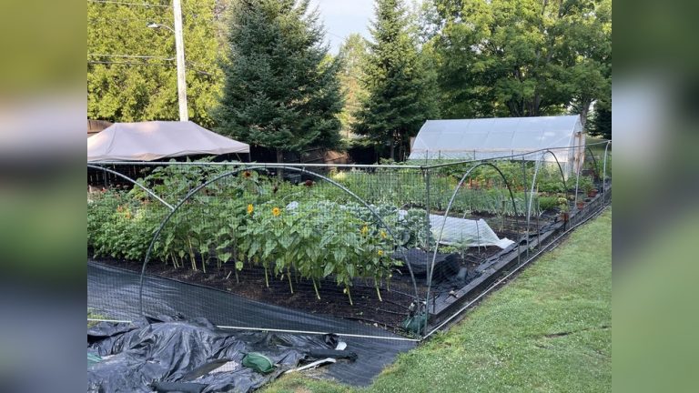 Do Vegetable Gardens Need Shade? What Most Gardeners Miss