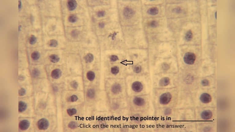Does Mitosis Occur in Root Tips in Plants? Clear Answer