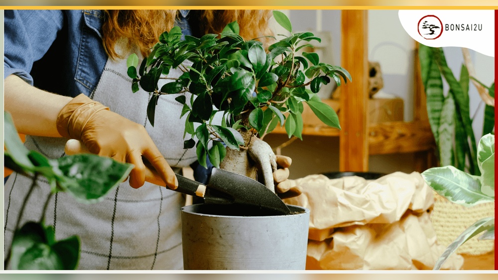Does Pumice Or Lava Rock Retain More Water Bonsai