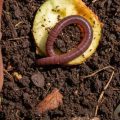 How Can You Find Out Whether an Earthworm Eats Soil?