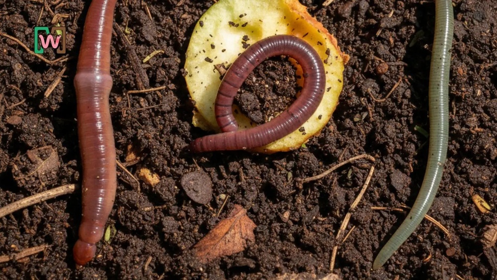 How Can You Find Out Whether an Earthworm Eats Soil?