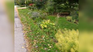 How Close Do Ditches Need to Be to Plants in Your Garden?