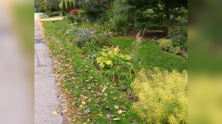How Close Do Ditches Need to Be to Plants in Your Garden?