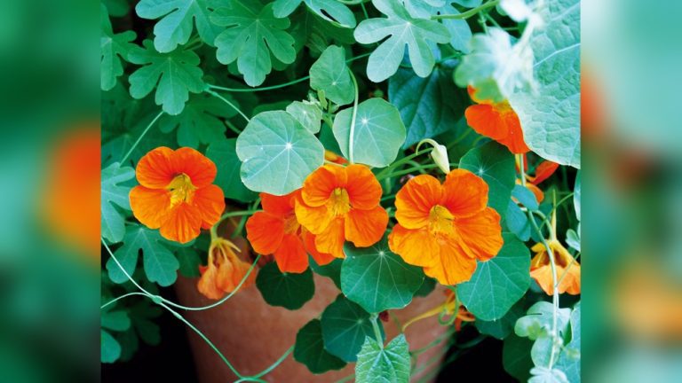 How Deep to Plant Nasturtium Seeds