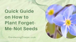 How Do I Plant Forget Me Not Seeds