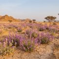 How Do Many Seeds Arrive And Grow in a Barren Landscape?