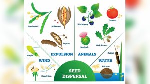 How Do Plants Disperse Their Seeds