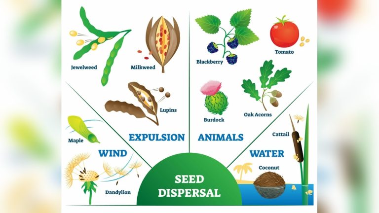 How Do Plants Disperse Their Seeds