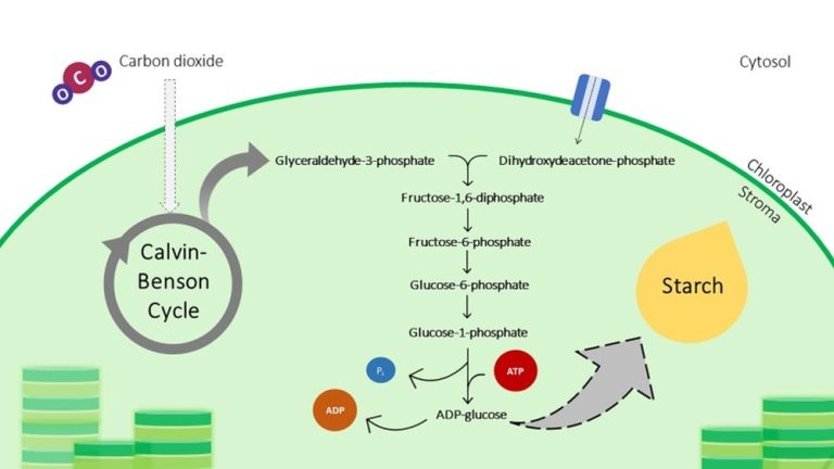 How Do Plants Synthesize High Energy Carbohydrates