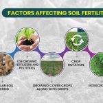 How Do Primary Consumers Make the Soil More Fertile?