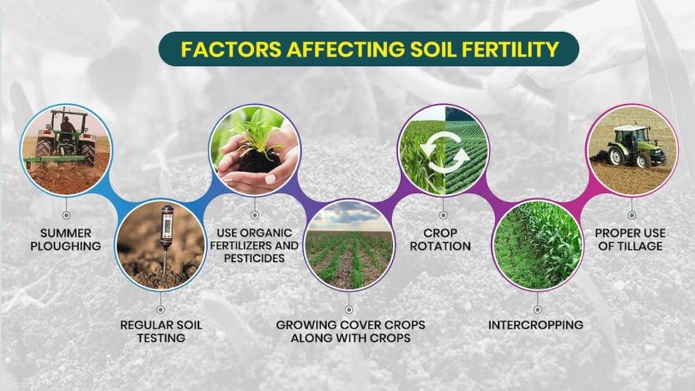 How Do Primary Consumers Make the Soil More Fertile?