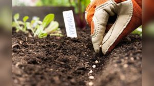 How Do You Plant Seeds In A Garden