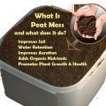 How Does Having Little Soil Benefit Moss Growth?