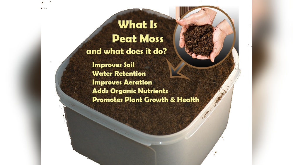 How Does Having Little Soil Benefit Moss Growth?