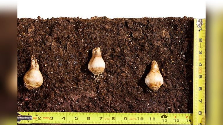 How Far Apart Plant Daffodil Bulbs