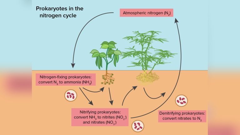 How Is Nitrogen Fixed Into a Usable Form for Plants?