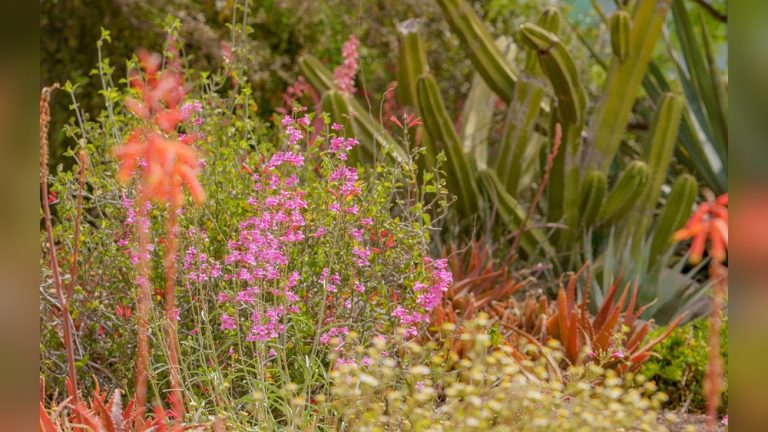 How Late Can You Plant Wildflower Seeds? Don'T Miss Out