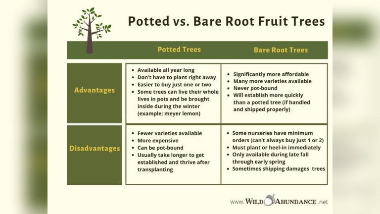 How Long Can Bare Root Trees Survive Before Planting? Find Out