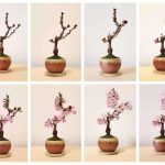 How Long Does a Cherry Blossom Bonsai Take to Grow?
