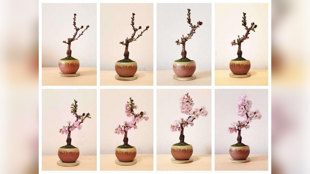 How Long Does a Cherry Blossom Bonsai Take to Grow?