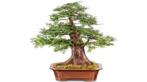 How Long Does It Take to Grow Dawn Redwood Bonsai