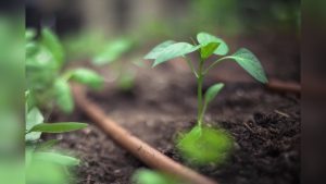 How Many Seeds Should You Plant Per Hole? Simple Answer